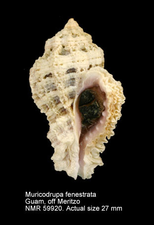 Muricodrupa fenestrata.jpg - Muricodrupa fenestrata(Blainville,1832)